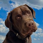Wallace The Chonky Brown Lab - @wallacethechonkyboi - Instagram