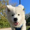 Echo 🐻‍❄️ - @echo.thewhite.terror - TikTok
