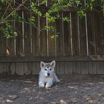 Echo - @echo_white_ - Instagram