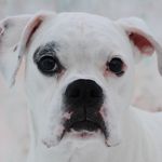 Echo The White Boxer - @echo.the.white.boxer - Instagram