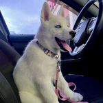 Echo - @white__echo - Instagram