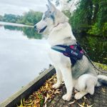 Echo White 🐶The Siberian Husky - @echo_huskydog - Instagram