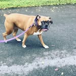 ECHO Wise - @echo_the_boxer101 - Instagram