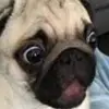 Mrpug - @echomanwise - TikTok