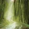 Echo - @echo.woods14 - TikTok