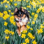 Echo the Mini Aussie - @echo.in.the.woods - Instagram