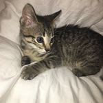 Echo Young - @kittecho - Instagram