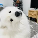 Lingyun Echo Yuan - @alfie_fluffy_boy - Instagram