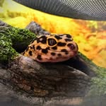 Echo L. Manzanarez-Zimmerman - @echo_el_gecko_ - Instagram