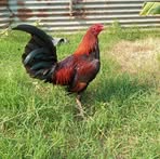 Edgar Alonzo - Facebook