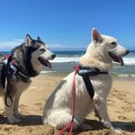 Ed Alvarez - @krypto_and_luna - Instagram