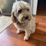 Ed Andrew Dean - @ed_the_cavoodle - Instagram