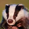 Badger - @nukemedbadger - TikTok