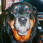 Ed Barnhill - @ed_luvs_rotties - Instagram