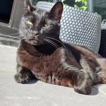 Ed Bartholomew the 3rd - @eddytheblackcat10 - Instagram