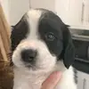 Eddie_beale1 - @eddie_beale123 - TikTok