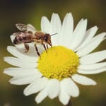 Ed Beaulieu - @ed.beaulieu - Instagram