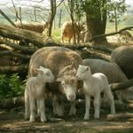 Ferme de Beauregard - @la.ferme.de.beauregard - Instagram