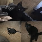 Eddie, Yapper and Sophie Behrens - @thebehrenscats - Instagram