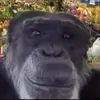 Friedchickenmuncher - @edptheblackman - TikTok
