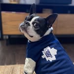 🐾Ed- Boston Terrier  🇨🇦 - @edward_boston_terrier - Instagram