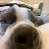 🎄Eddie🎄 - @eddie.the.bostonterrier - TikTok
