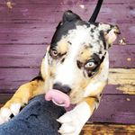 @bowie.the.painted.pittie720 - Instagram