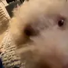 Bowie - @adognanedbowie - TikTok