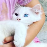 Bowie The BiEyed Boy - @bowiethebieyeedboy - Instagram