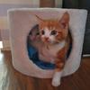 Ed & Bowie - @cats_ed.bowie - TikTok