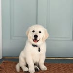 Eddie Brister - @eddie_the_goodboy - Instagram