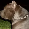 GameDog - @edwardburnell7 - TikTok
