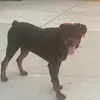 Edna_Calvo3 - @bear_therottweiler - TikTok