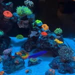 Ed Case - @jamaican_reefer - Instagram
