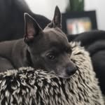 Ed Cassidy🐶 - @ed_thechihuahua - Instagram