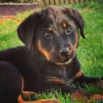 Charles - @charles_edchauveau - Instagram