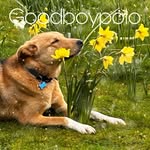 Ed Chester - @goooodboypolo - Instagram