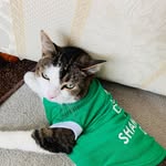Edward The Cat🐈 - @ed.coddington - Instagram
