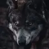 Raven 489274 - @ederickson39 - TikTok