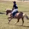 🐎🐴💕 - @edwinazarahfryer_ryttare - TikTok