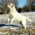 Ed Gleason Trinity Labradors - @edgleasontrinity - Instagram