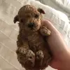 Edgar Goldberg - @edgar_the_lil_nugget_boy - TikTok