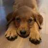 gus.theredgolden - @gus.theredgolden - TikTok