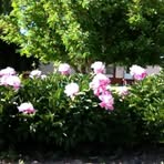 Edith Goldsworthy - Facebook