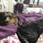 Ed-Graham - @ed_graham_cats - Instagram