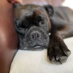 Ed Graham - @sherman_valley_bulldog - Instagram