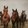 Horse Horse edits!🙈🐎 - @hoxse.edz - TikTok