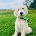 Ed Doodle Kelliher - Facebook