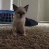 edenkirkman - @edenkirkman - TikTok