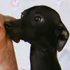 сливовишня✌️✌️ - @govnoedkwoka45 - TikTok